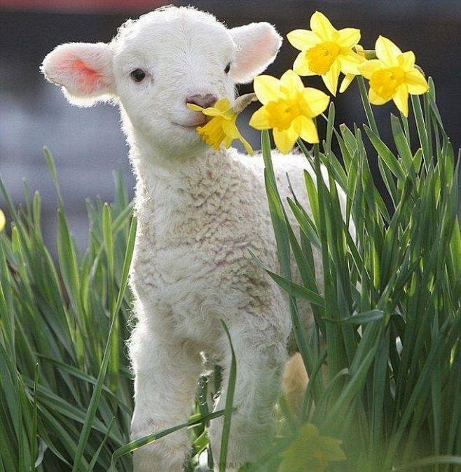 Lamb and daffodils.....