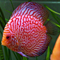 Map checkerboard discus