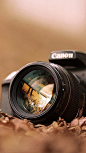 Canon Camera Macro Fall Leaves #iPhone #5s #wallpaper