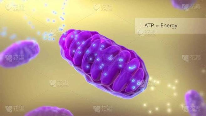 ATP合酶的医学说明