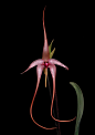 美杜莎玉凤花 Habenaria medusae