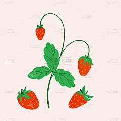草莓。手绘新鲜森林或花园浆果海报印刷或卡片。整个多汁的浆果，灌木的绿叶涂鸦夏季元素。矢量卡通极简孤立