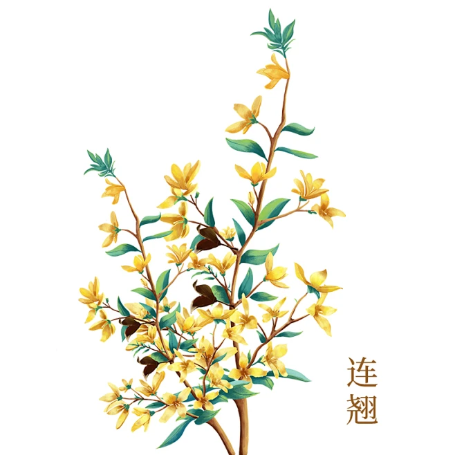 连翘-(2)-花瓣网