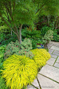 Vashon Island, WA: Japanese forest grass (Hakonechloa macra 'All Gold') lights up a shadel garden featuring pieris, hellebores and hostas in Froggsong Garden in summer: 