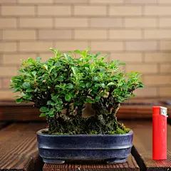 怡景园 日本长寿梅 红花小品盆景 微型盆栽 实物拍摄 仅此一盆3-淘宝网