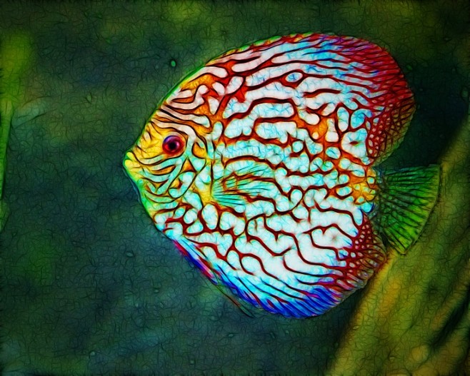 Discus, very beautif...