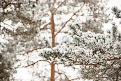 一棵覆盖着厚厚一层雪的松树枝映衬着高大的松树。穿过树林，新鲜空气中充满了氧气。有选择性的重点