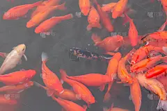 红鲤鱼鱼