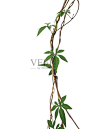 Twisted jungle vines with palmately leaves of wild morning glory liana plant isolated on white background, clipping path included.