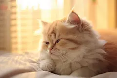 淘气小猫咪宠物摄影