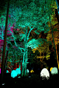 直立并呼应的生命和呼应之巨杉林 / Autonomous Resonating Life and Resonating Giant Cedar Forest | teamLab