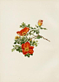 Ellen Wilmott Rose Prints Genus Rosa 1914