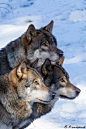 Eurasian Wolves : Trio portrait... by Serge FONTAINE on 500px