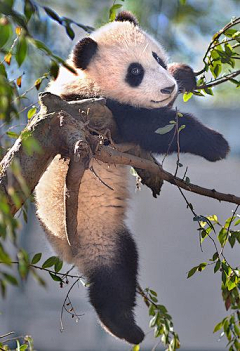 别于明后采集到熊猫