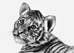 老虎宝宝高清素材 小老虎 手绘老虎 老虎免扣元素 老虎插画 花纹老虎 免抠png 设计图片 免费下载
