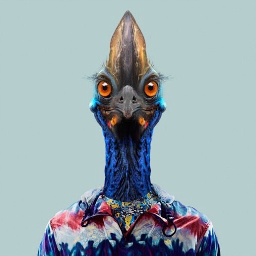 Southern Cassowary -...