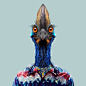 Southern Cassowary - Casuarius Casuarius