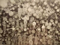 1900年的伐木场
工人们站在原木上
展示一天的劳动成果