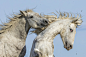 51215816695_2cf68966a5_4k.jpg (4096×2731)