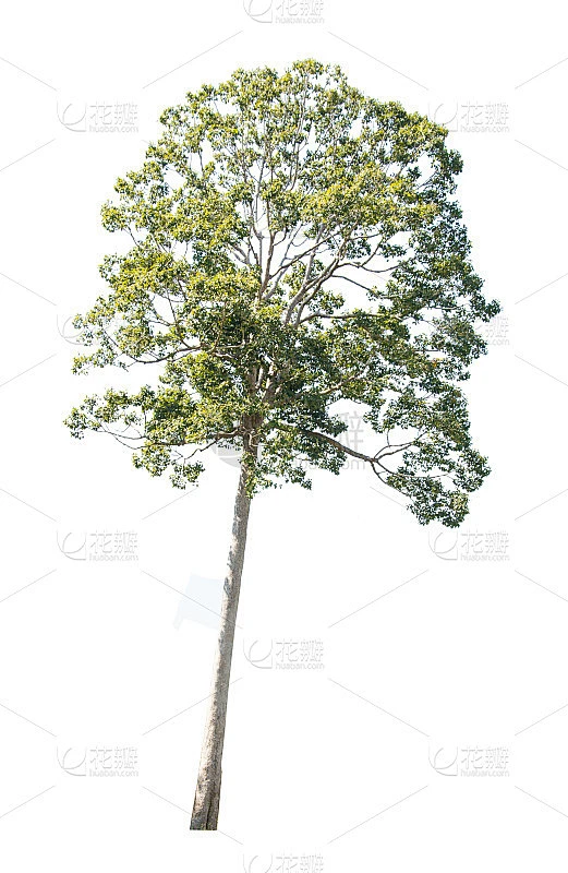 单独的树或单独的在孤立的白色素材-花瓣网