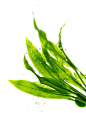 png海藻绿色植物 免抠图