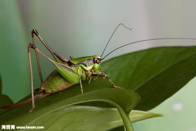 跳到绿叶上的蚂蚱