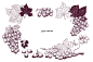 Hand drawn grape illustrations : Hand drawn grape illustrations