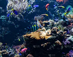 蓝色,海洋,礁石,鱼缸,热带鱼,安康鱼,自然,野生动物,水平画幅,沙子
