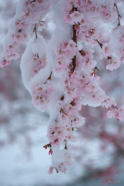 一处繁花浴白雪，凝香冰影两风流