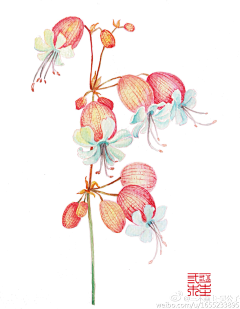 炫之蓝采集到植物花卉插画