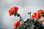 Red Geranium Free Photo - SplitShire : Instant download free stock photo of Red Geranium for commercial and personal projects, no attribution and registration required.