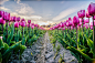 field of tulips with a cloudy sky in HDR by Arjen Schippers on 500px