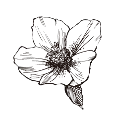 圣诞玫瑰_PNG线稿素描手绘植物花水仙菊化妆品包装海报平面AI矢量设计素材