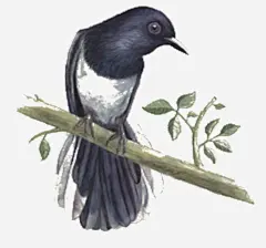 手绘水彩喜鹊免抠素材 页面网页 平面电商 创意素材 png素材