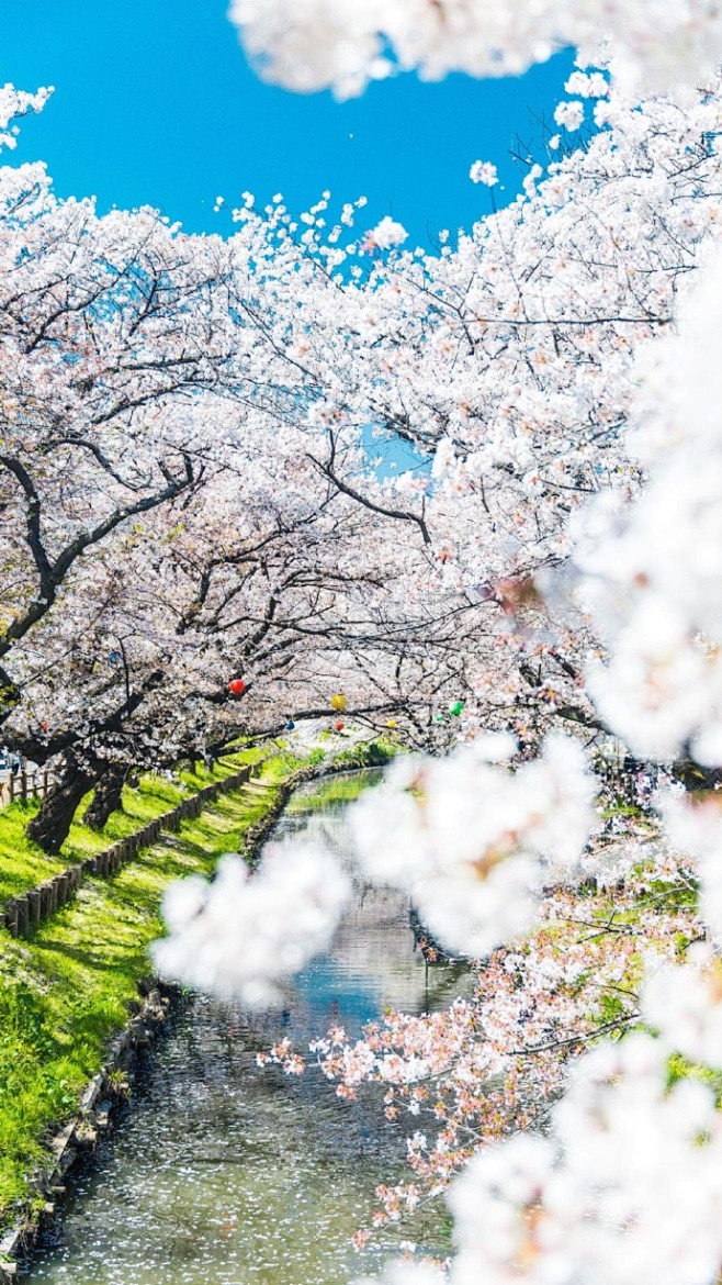 #大理无量山樱花谷# 待到明年春暖花开，...