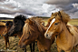 Photograph Icelandic Horses ... by Iurie  Belegurschi on 500px