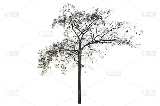 树(枯死的树)孤立
