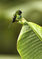 最小的蜂鸟，蜂蜂鸟或Zunzuncito（Mellisuga helenae），是一个物种蜂鸟那是特有的古巴青年岛。 维基百科说，它长到5-6厘米，不仅是最小的蜂鸟，但它也是最小的鸟的世界。
