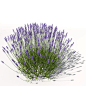 lavender plant flowers 3d model