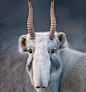极度濒危的高鼻羚羊（Saiga Antelope），几乎濒临灭绝。它们独特的鼻子可以在干燥的夏季充分过滤掉空气中的粉尘，并在冬季加热吸入的冷空气。 ​​​​