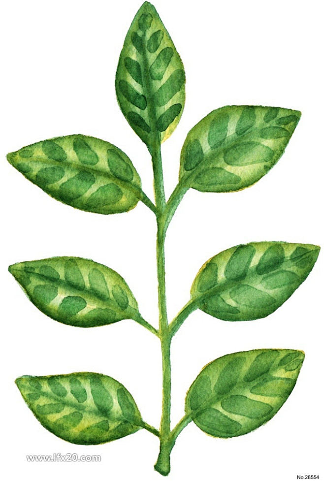 植物系抠图素材