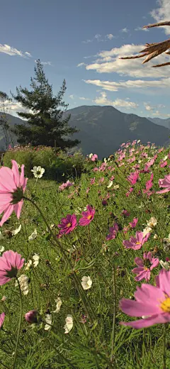 风景 花 手机壁纸