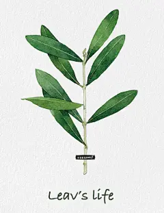 涂鸦王国-小玉米子-手绘植物03