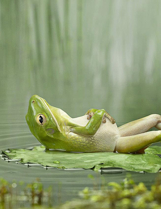 休闲的青蛙