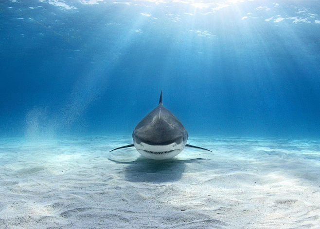 Tiger shark by Alex ...