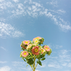 住在云端的蜗牛采集到初见-喜爱