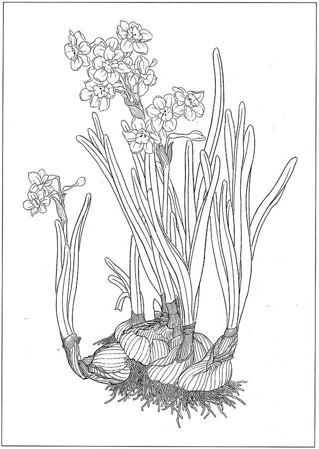 白描水仙