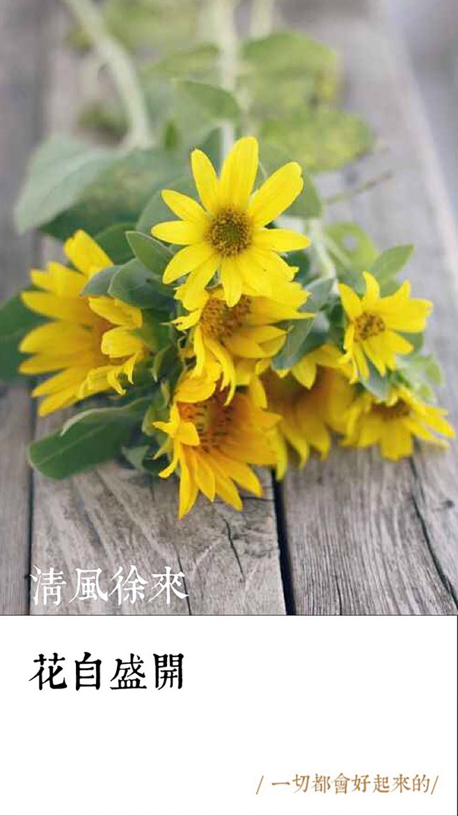 芬芳过往
岁月静好