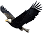 鹰PNG图片，免费下载