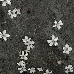 更多潮图头像手机壁纸/关注楠梓兮/愿喜.